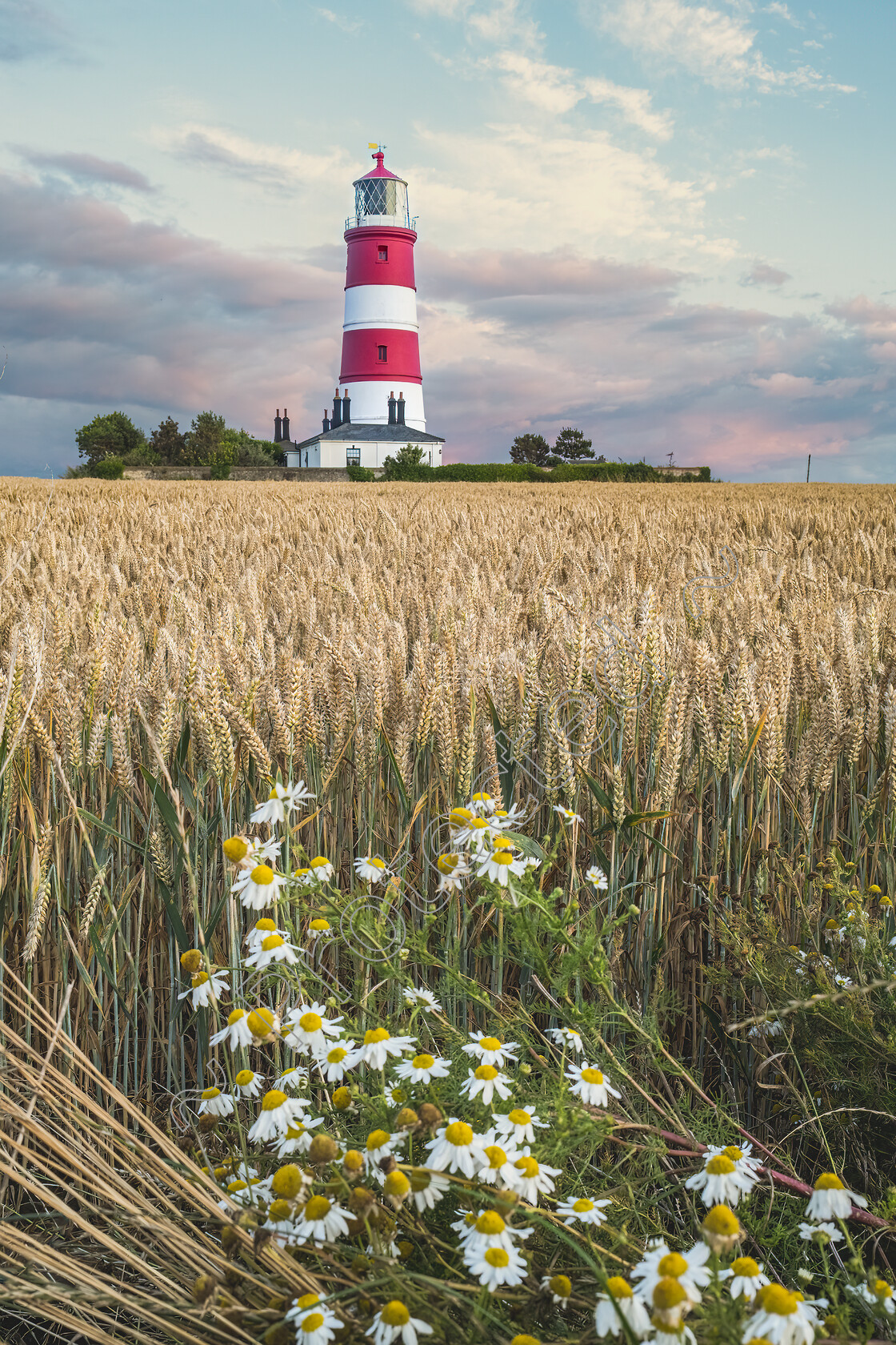 Happisburgh-Daisies-and-Field-Gold-Crops