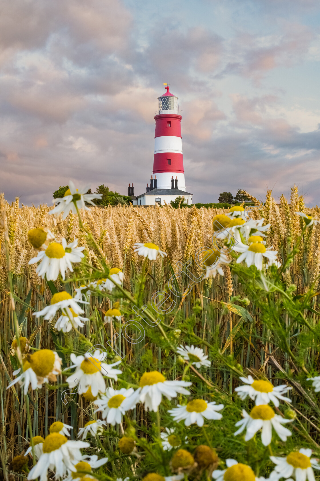 Happisburgh-Daisies-Foreground