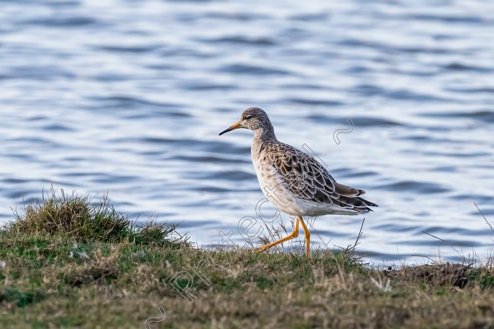 Cley-Redshank