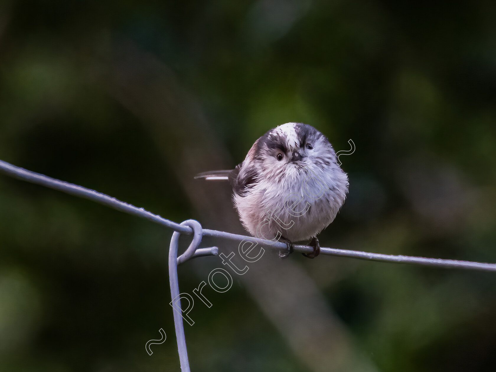 Long-Tailed-Tit