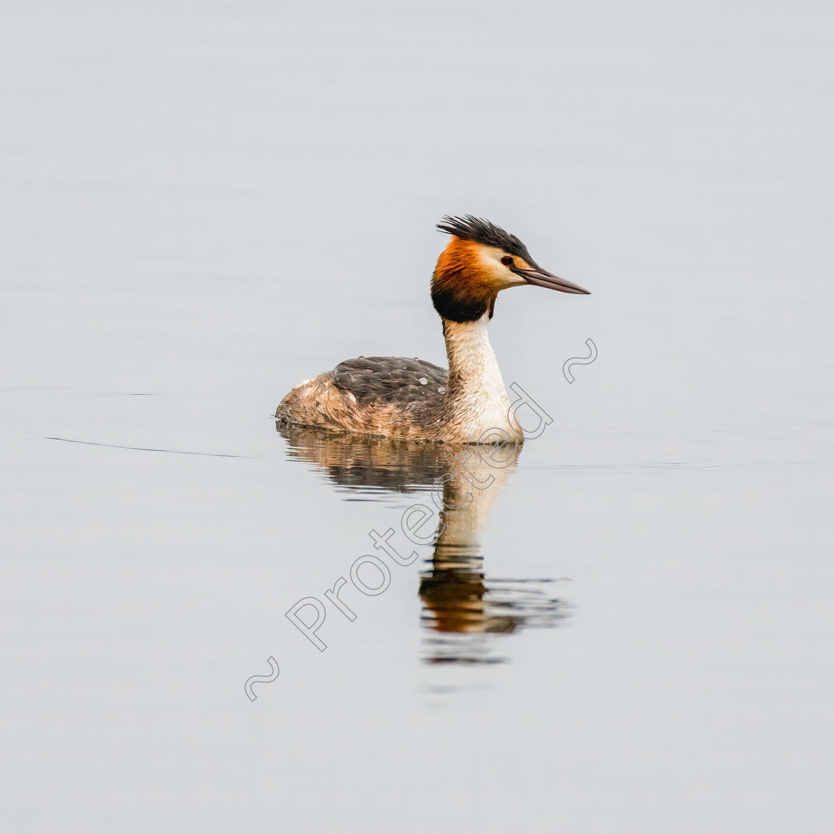 Grebe-from-Lackford