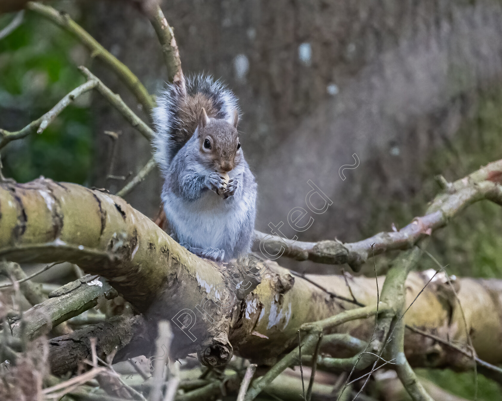 Strumpshaw-Squirrel