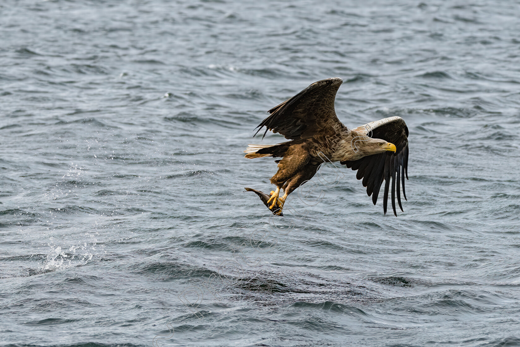 Sea-Eagle-Smash-n-Grab