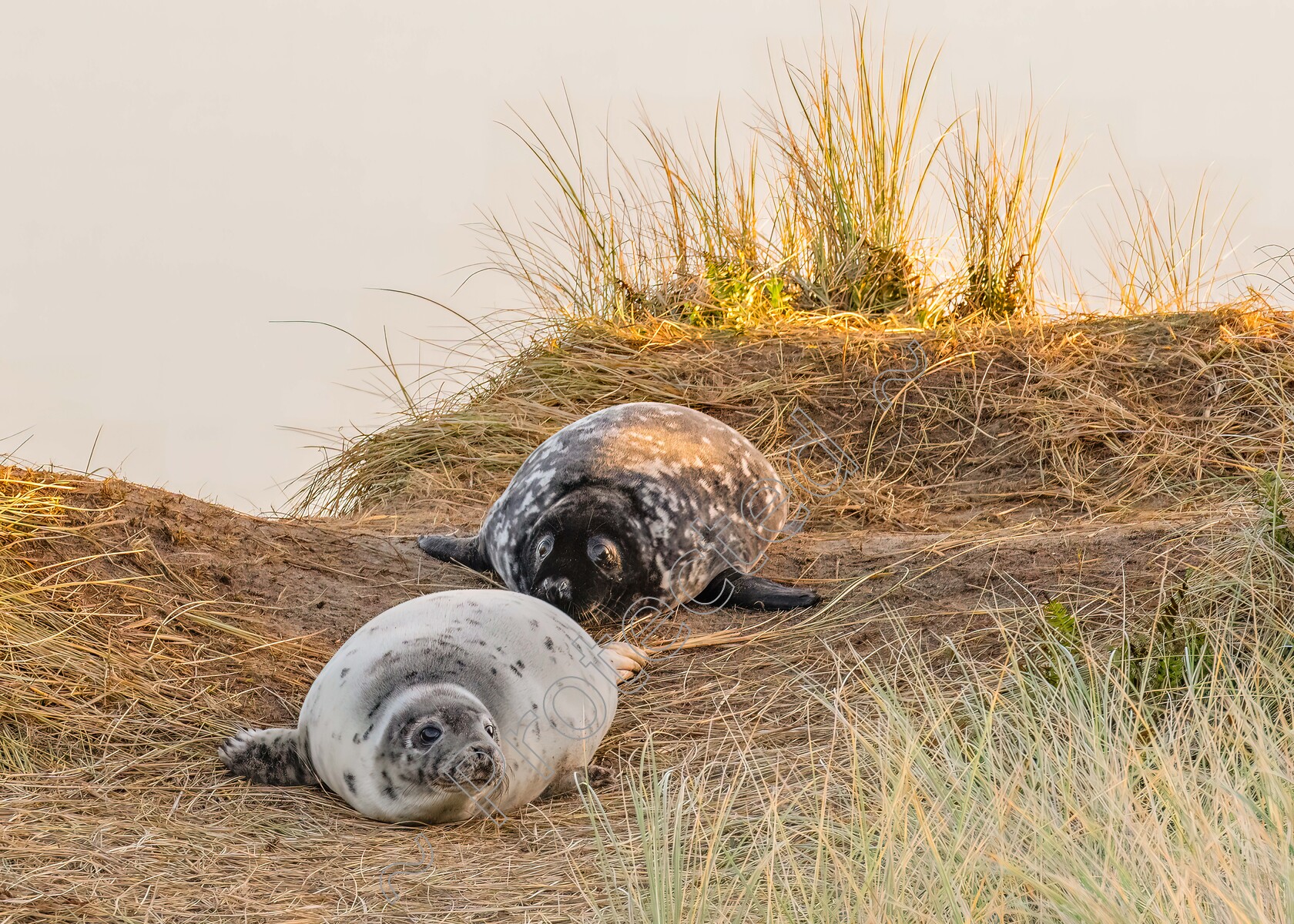 Winterton-Seals-New