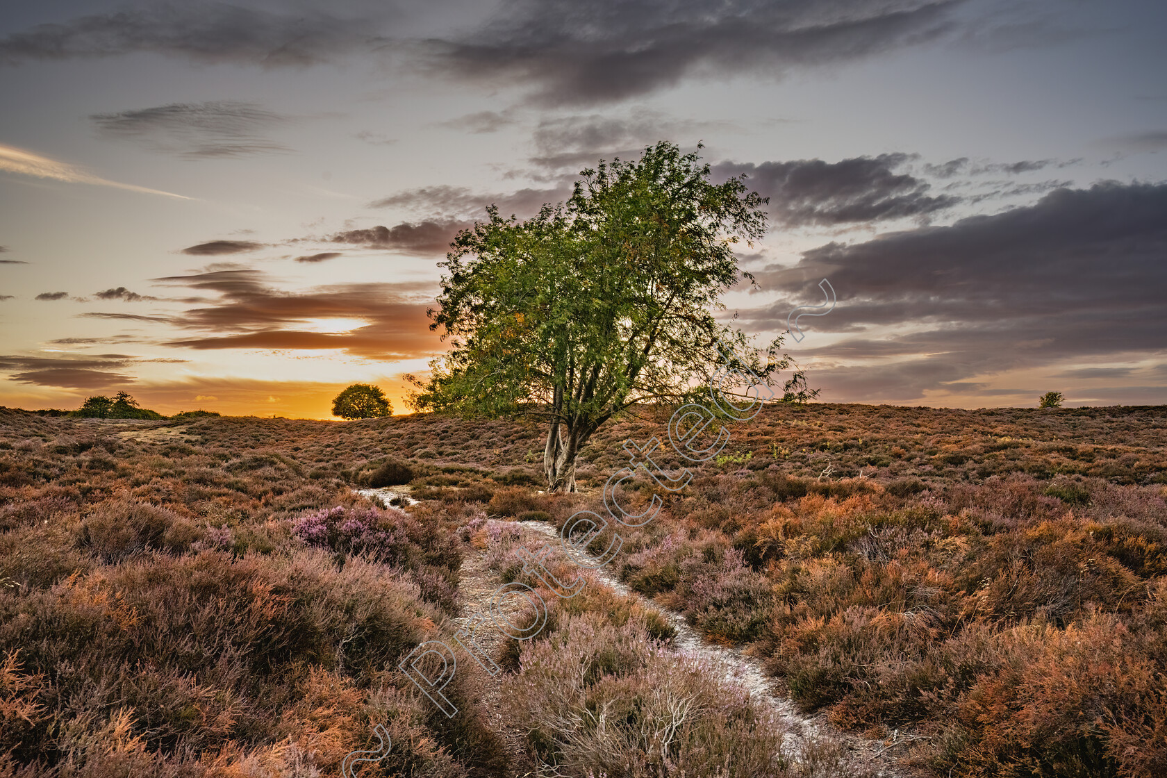 Roydon-Common-Sunset