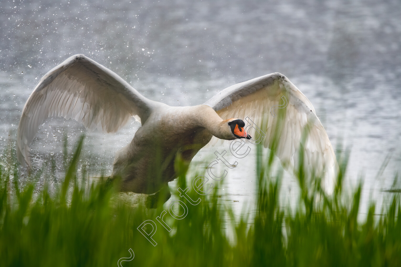 Swan-Takeoff