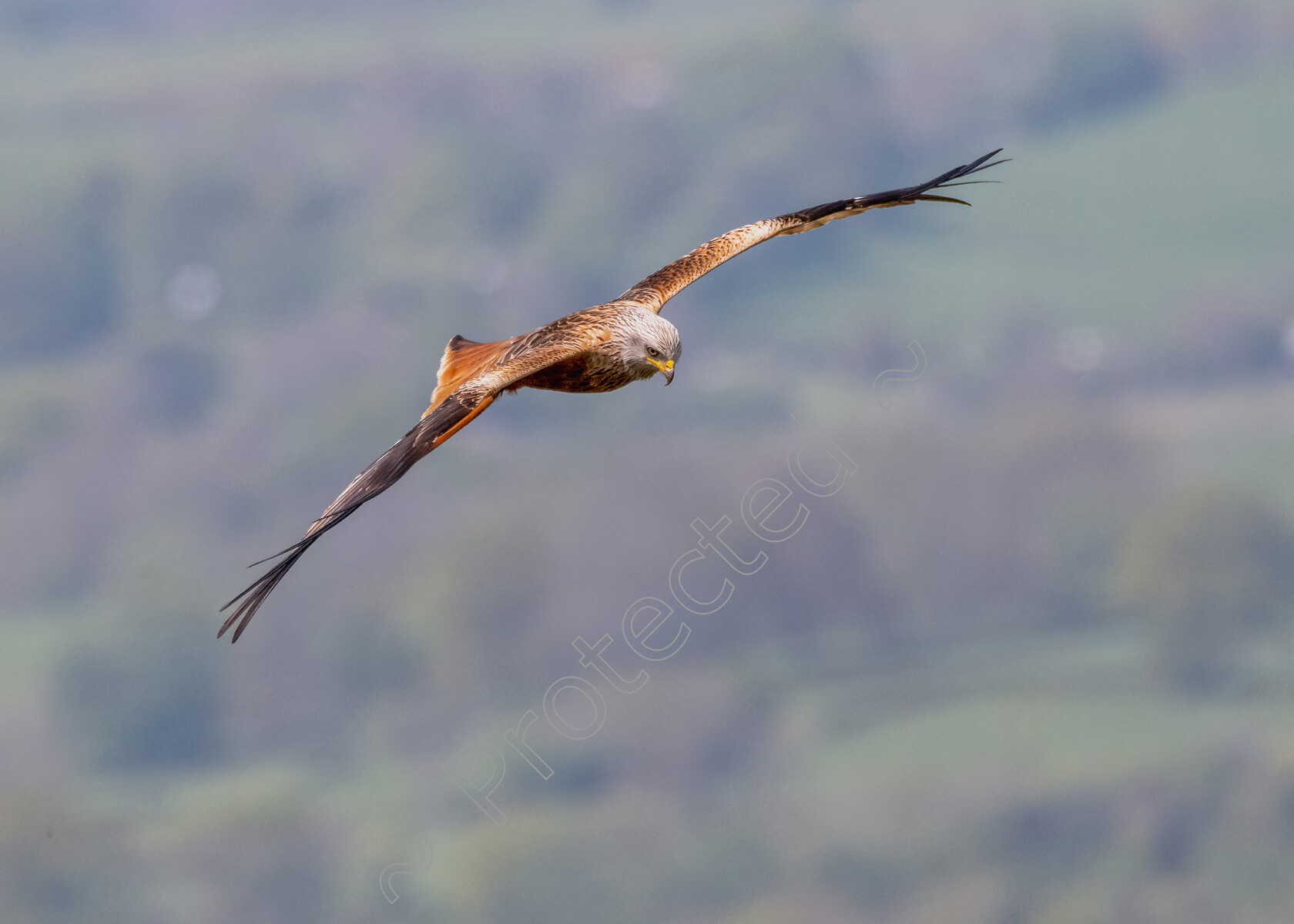 Red-Kite