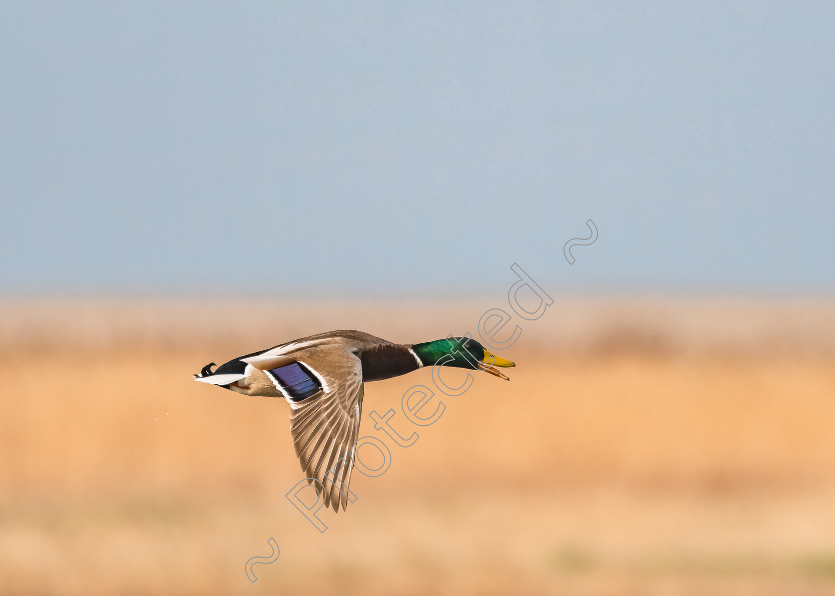 Flying-Mallard