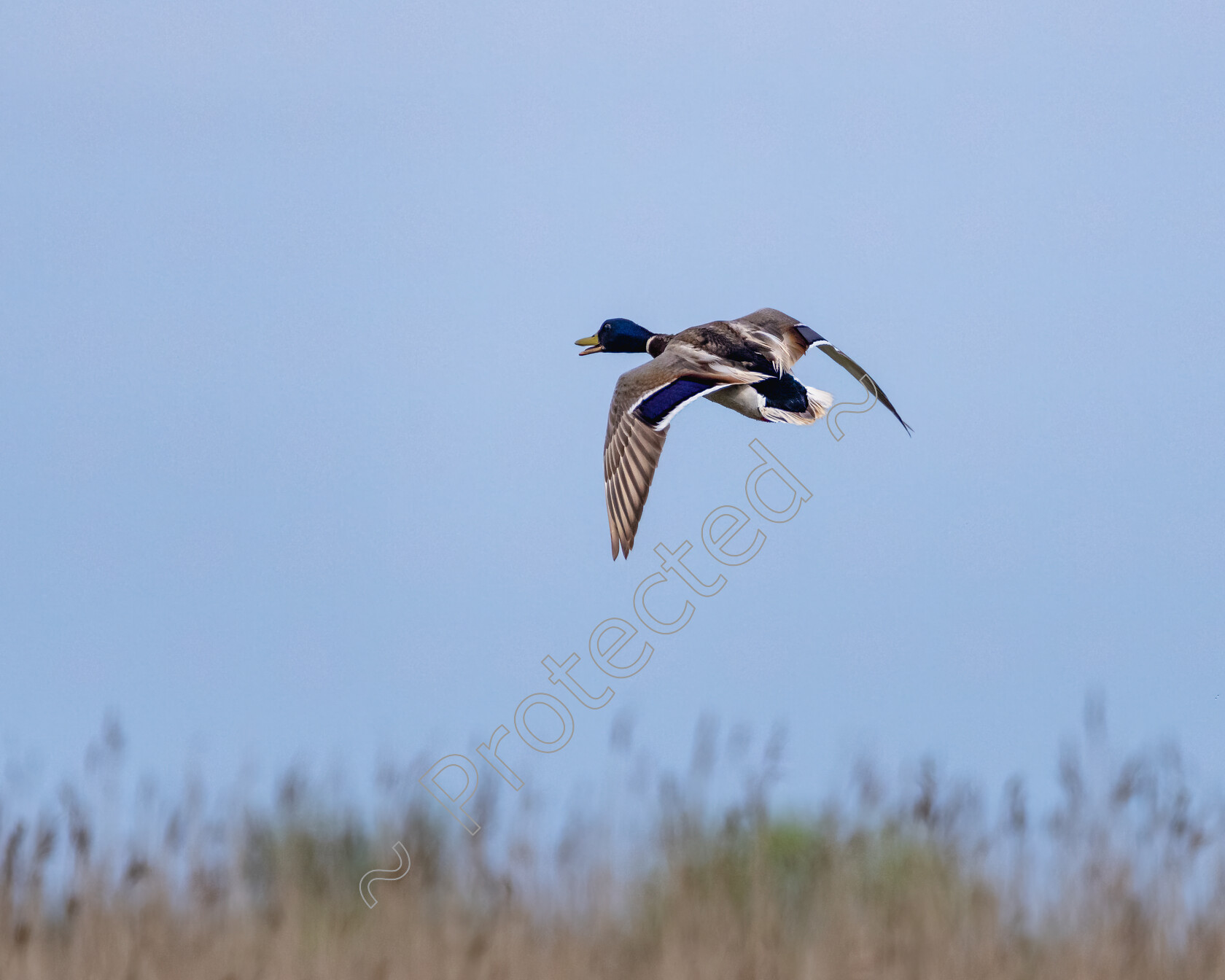 Mallard-Take-Off