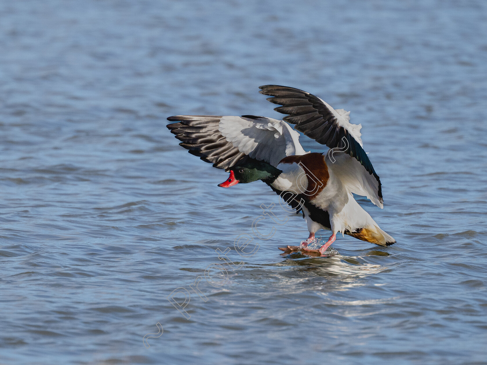 Cley-Sheldrake-Landing