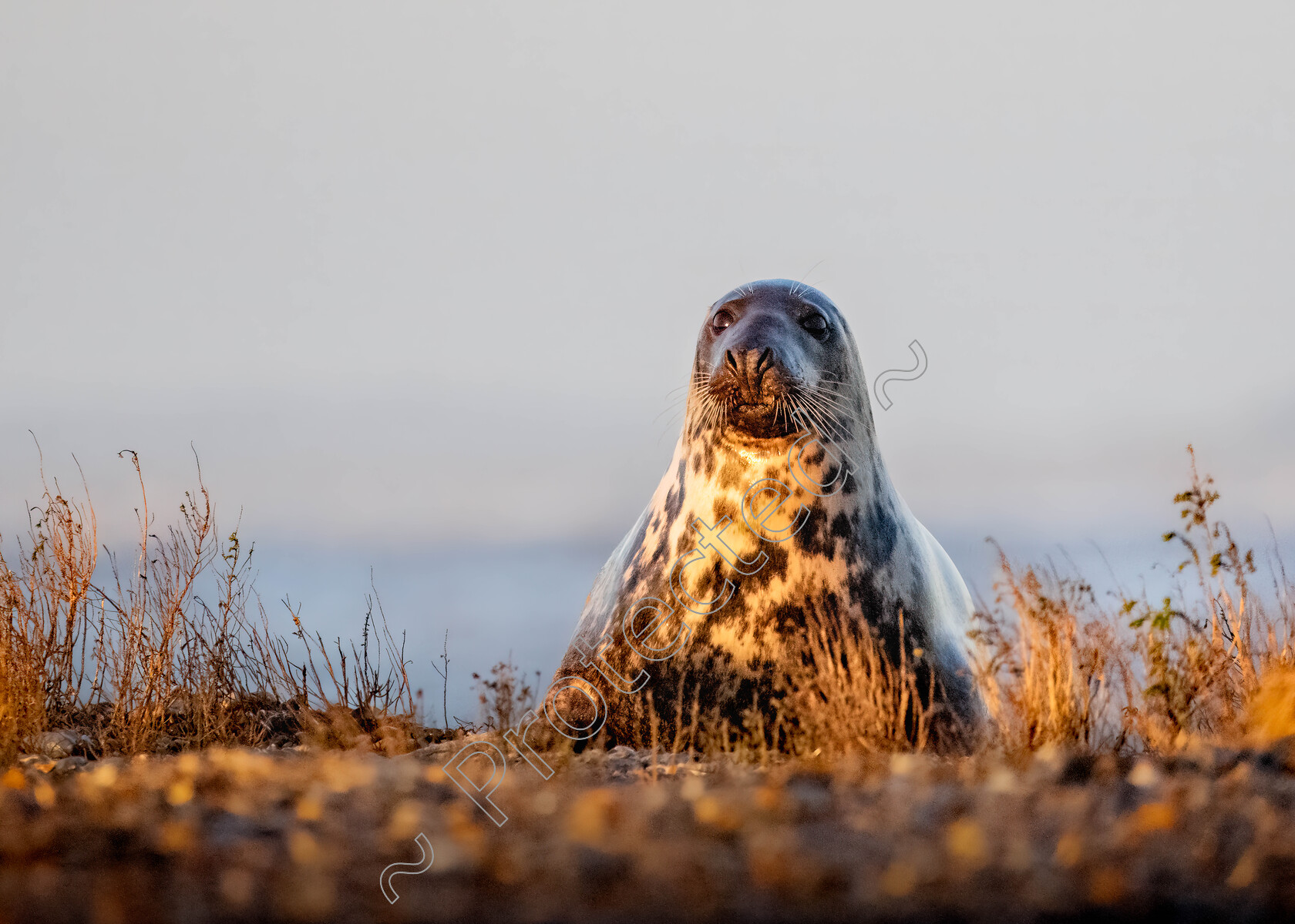 Blakeney-Seal