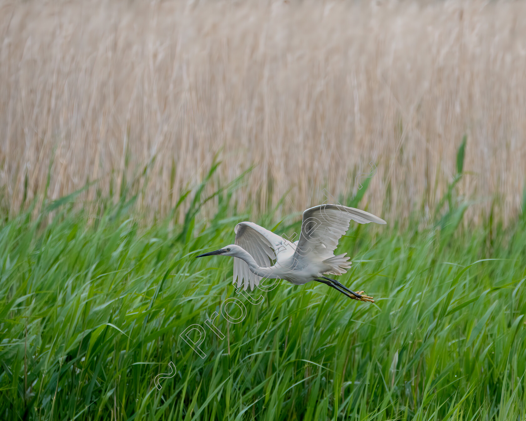 Gliding-Egret