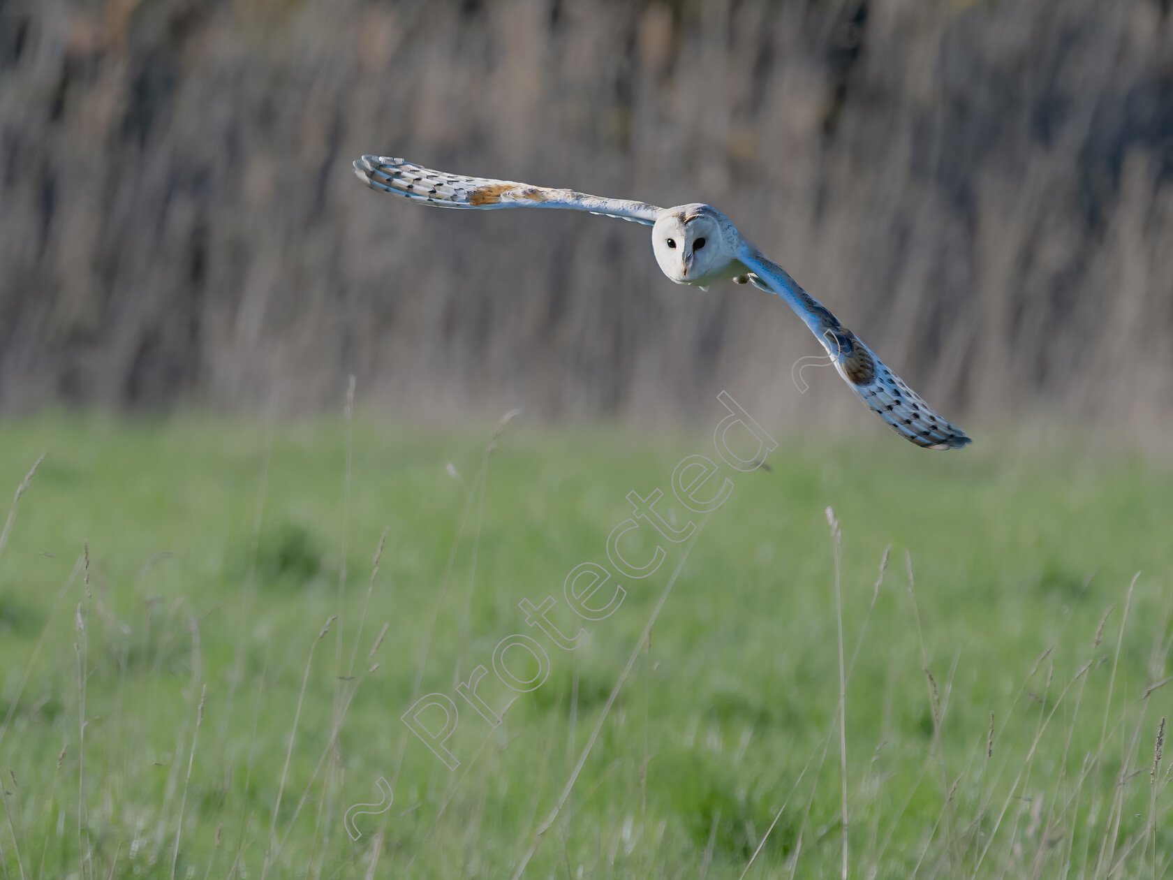 Barn-Owl-North-Norfolk