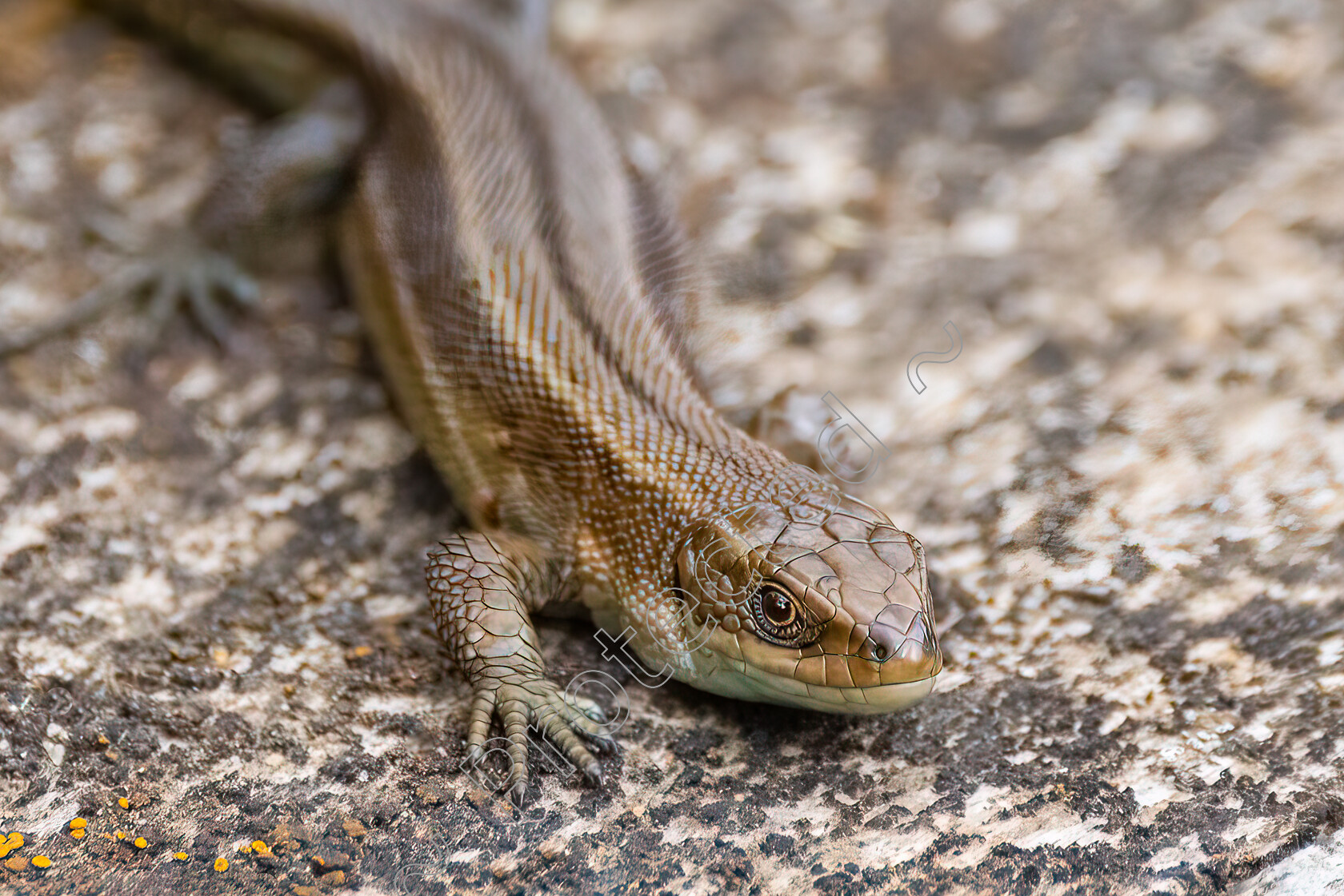 Common-Lizard