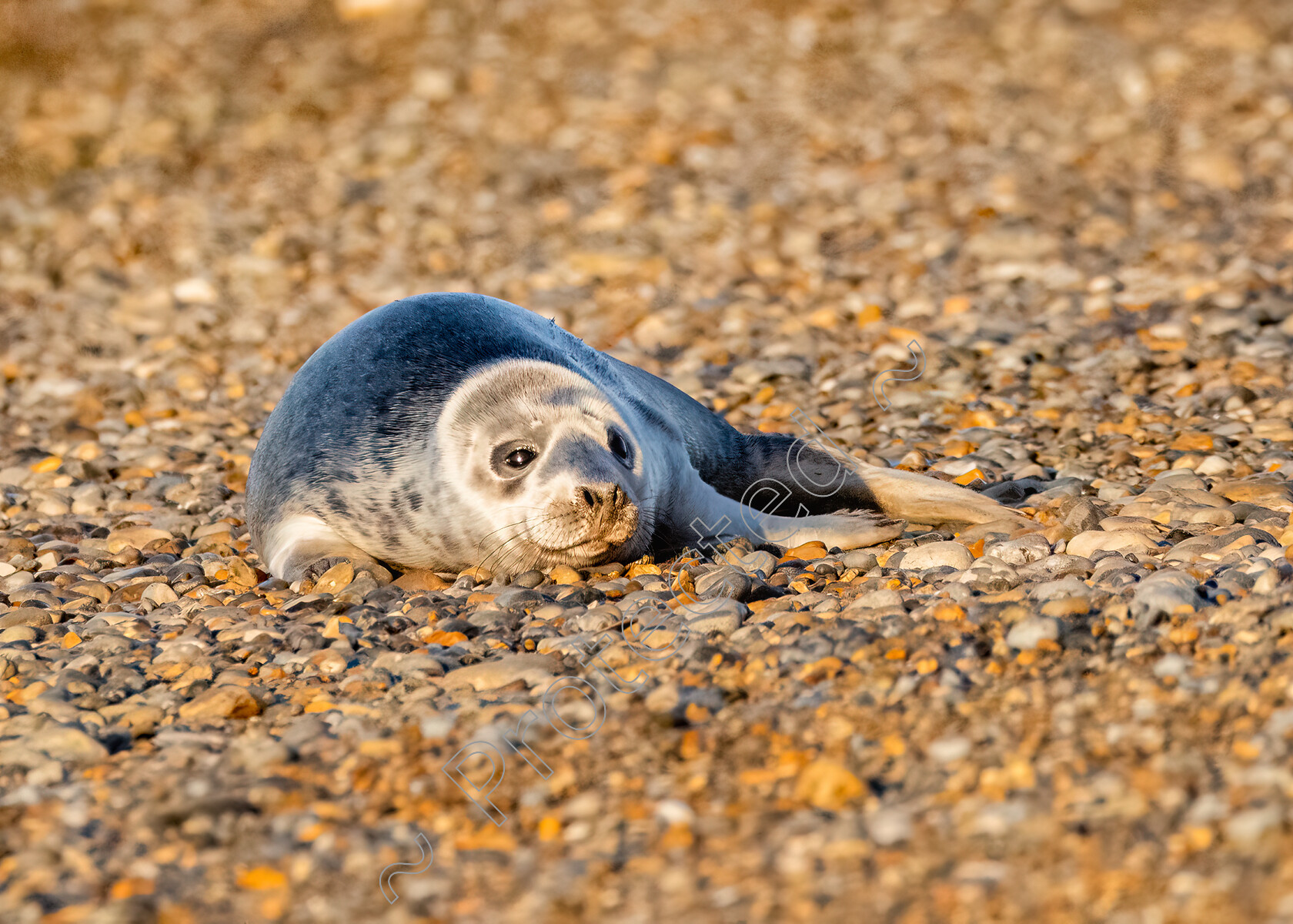 Blakeney-Seal-Pup