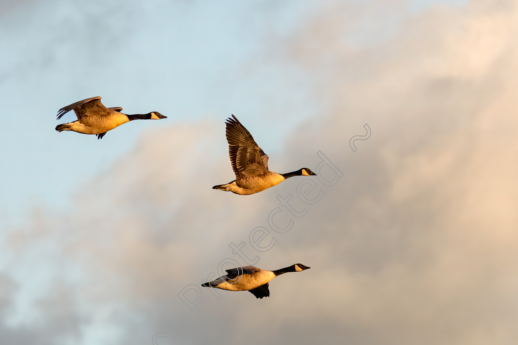 Canada-Geese-Snettisham