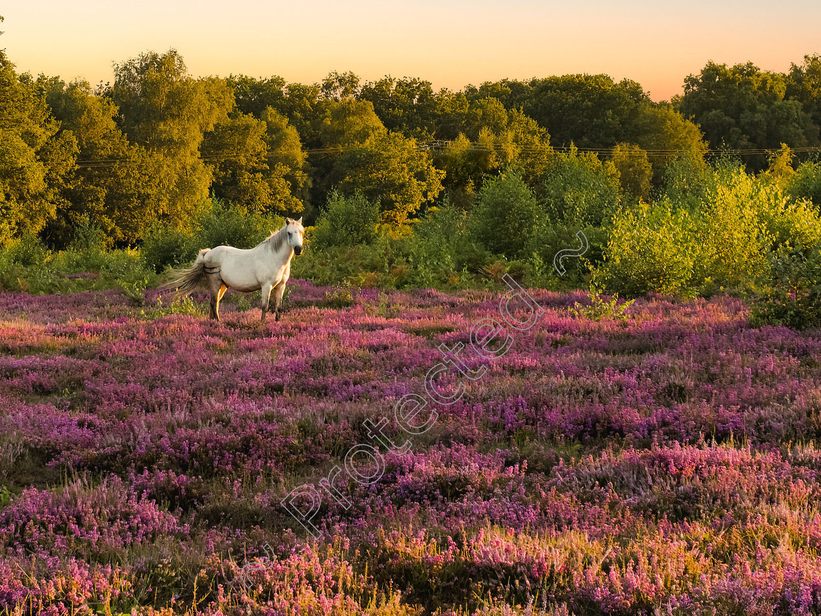 White-Horse-in-Heather-Buxton-Heath