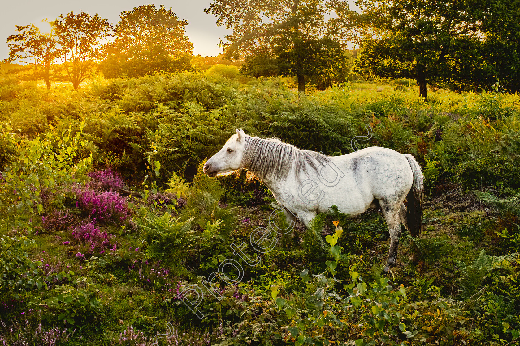 Buxton-Heath-White-Horse-Sun-Glow