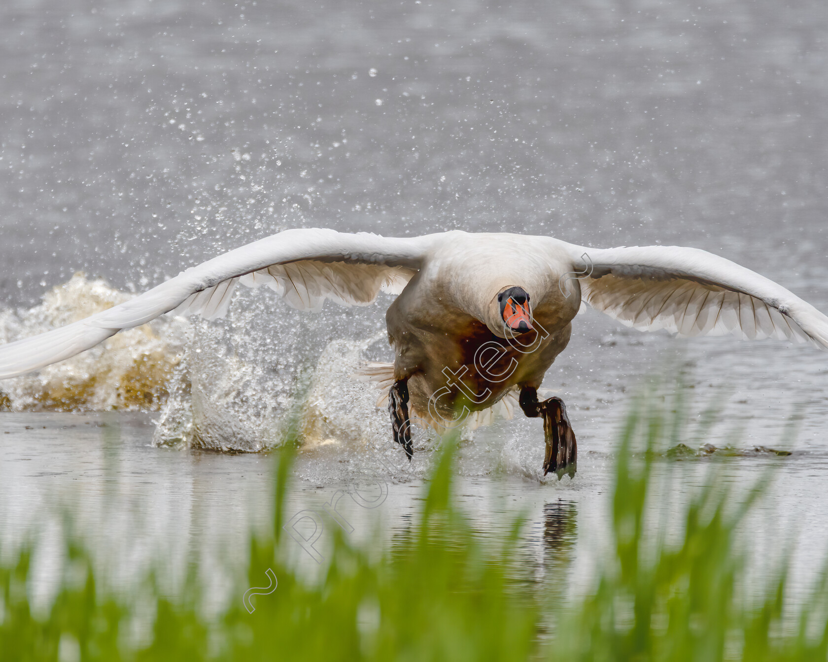 Runway-Swan