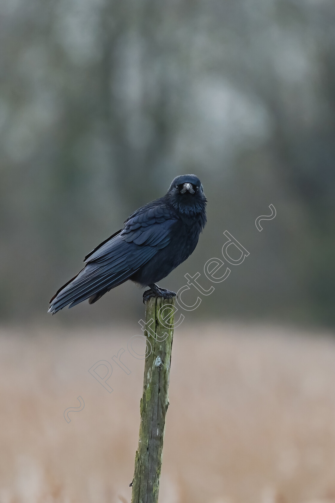 Strumpshaw-Crow