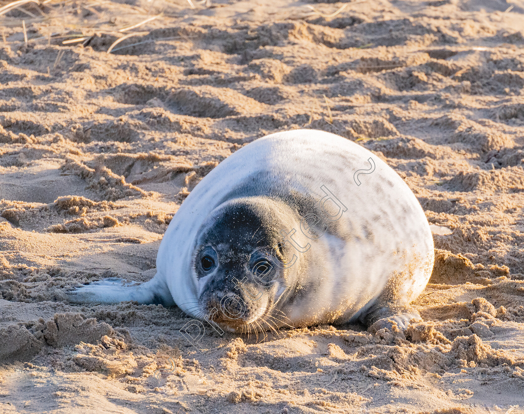 Winterton-Seal-Pup