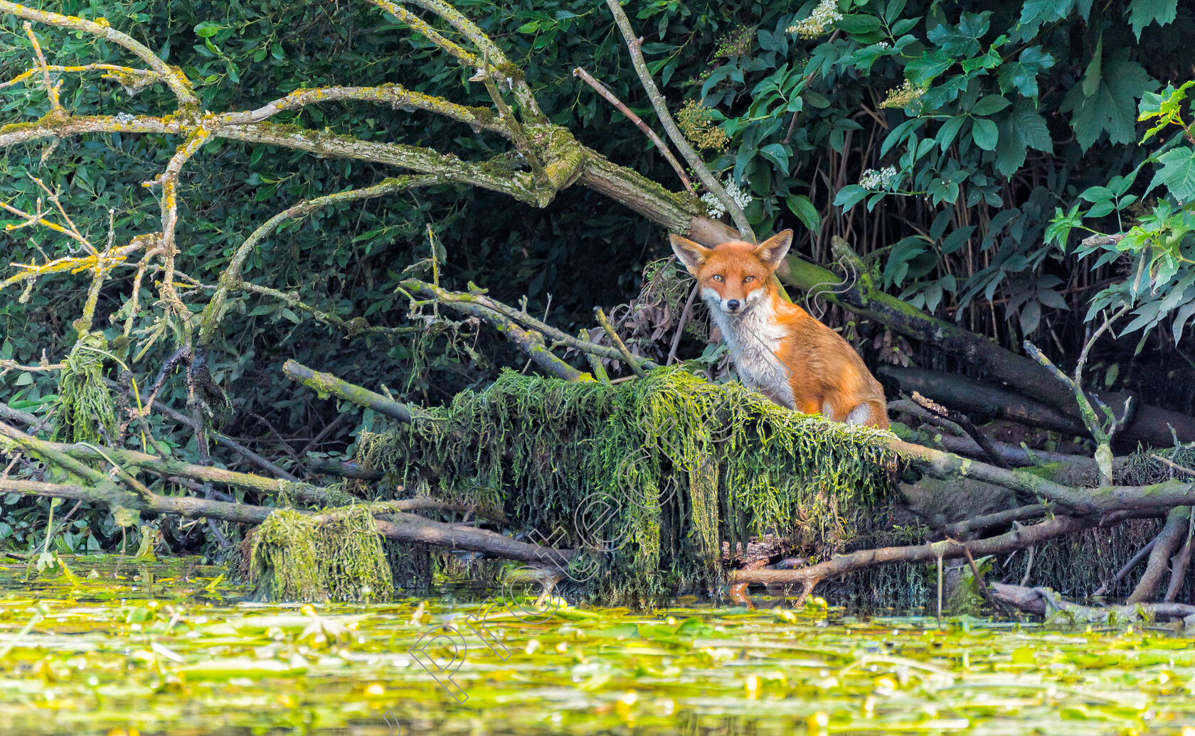 Broads-Fox