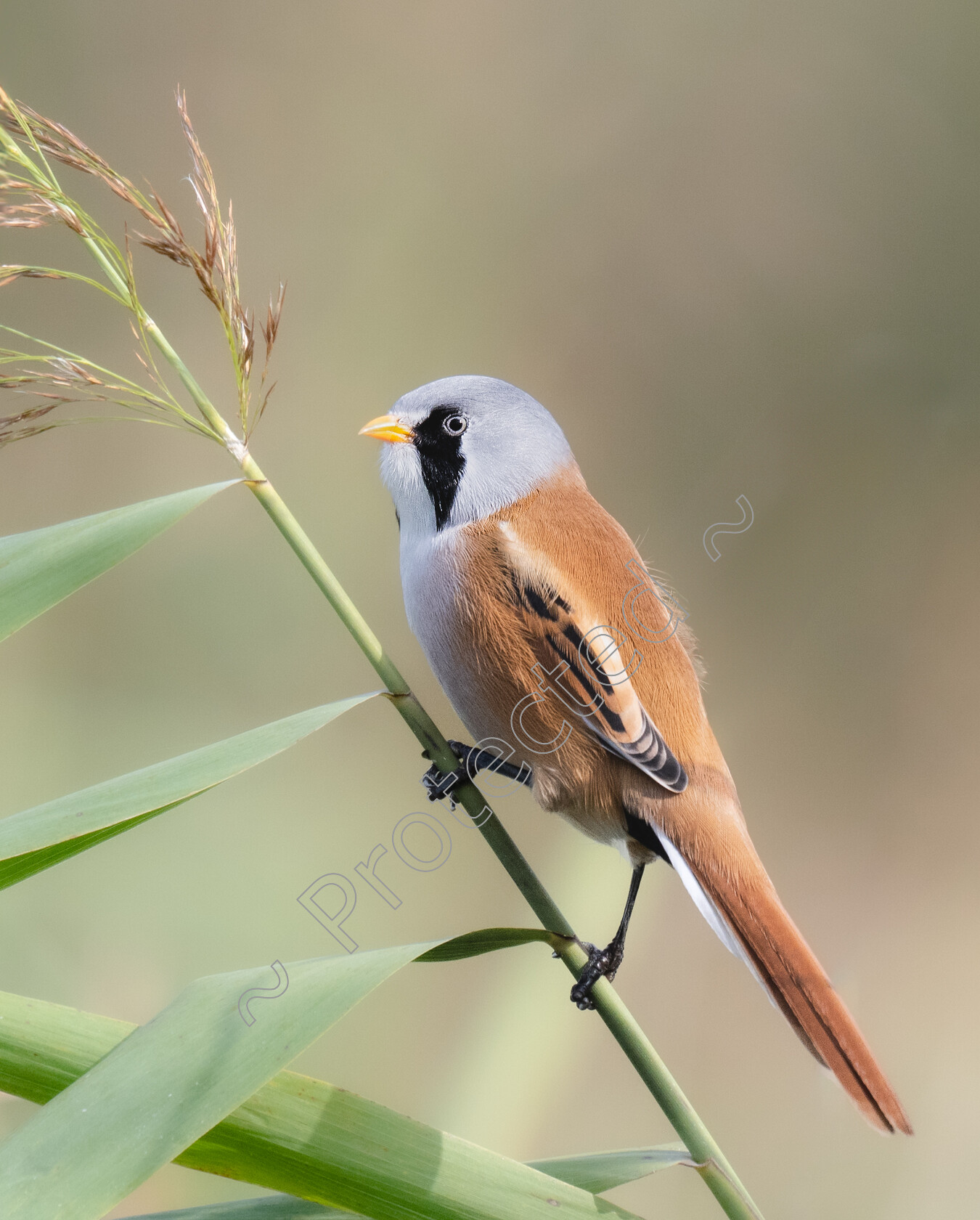 Poser-Bearded-Reedling