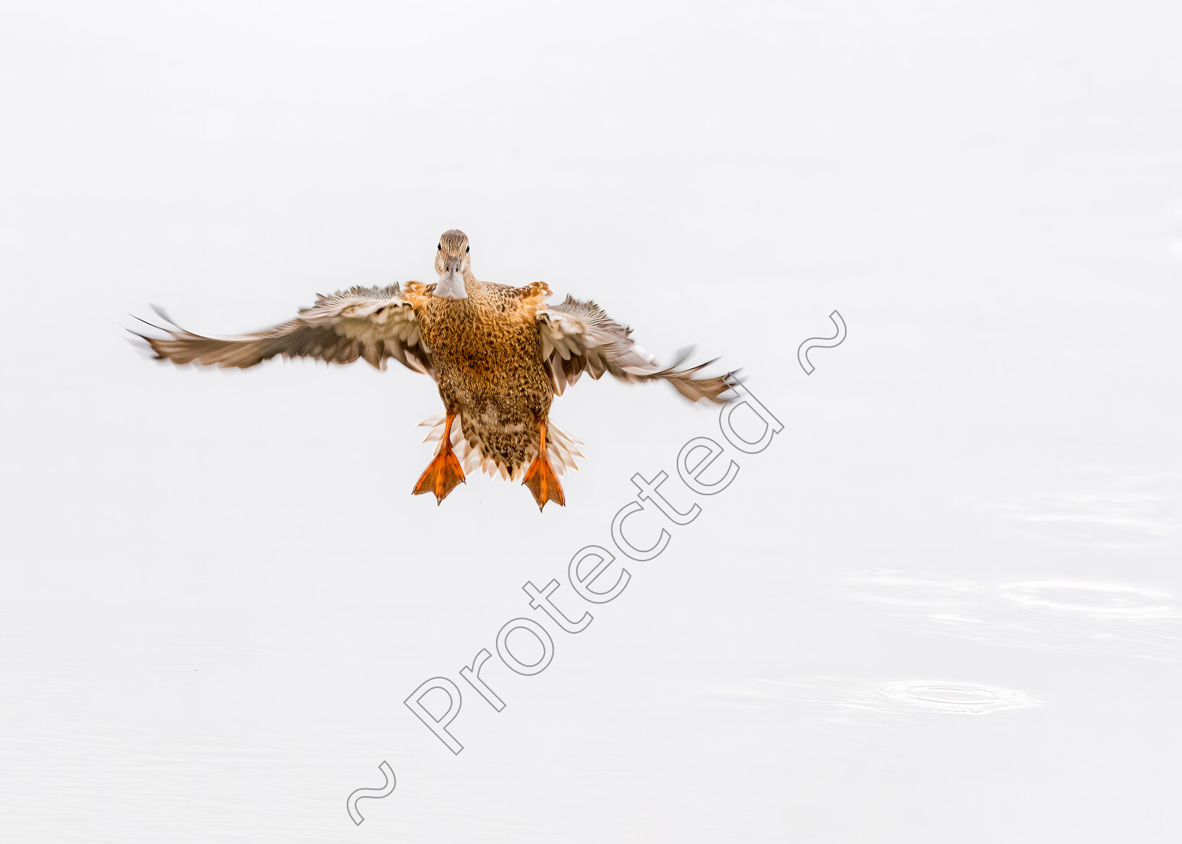 Mallard-Landing