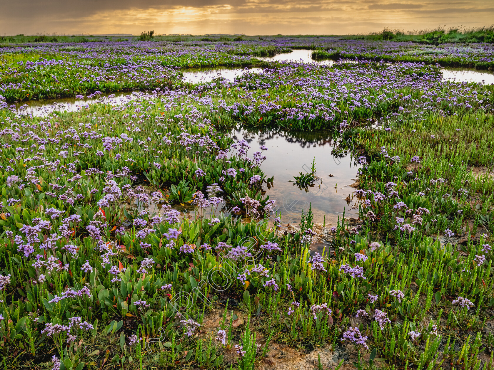 Stiffkey-Saltmarshes-0003