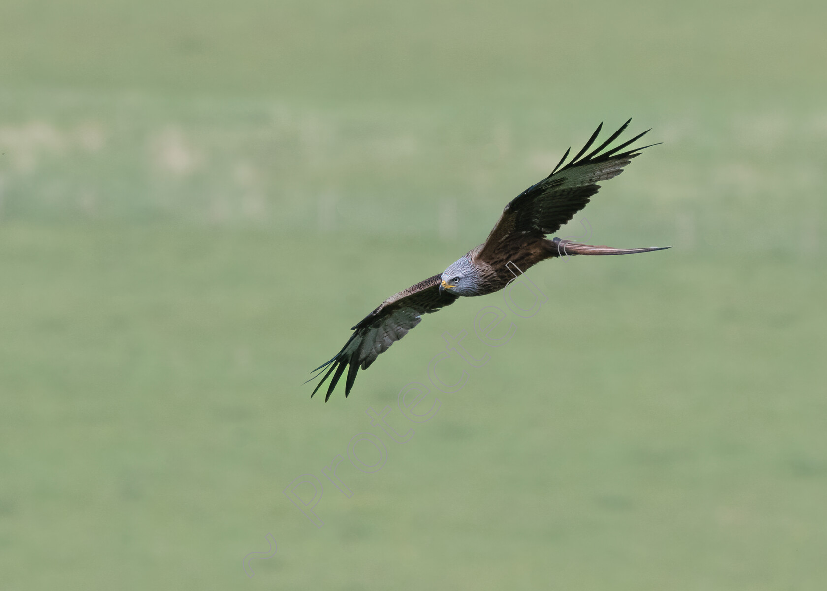 Red-Kite-0002