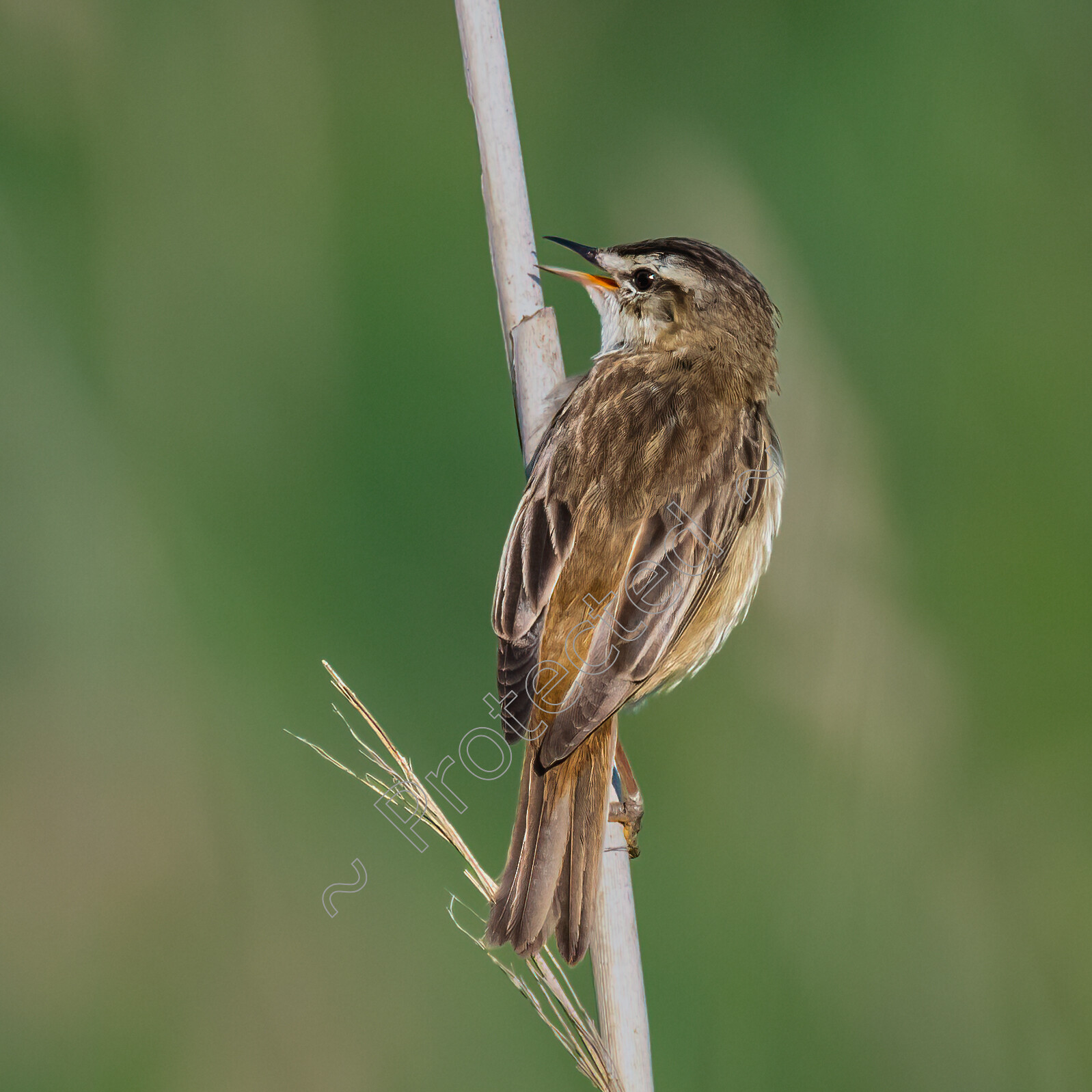 Sedge-Warbler-Strumpshaw