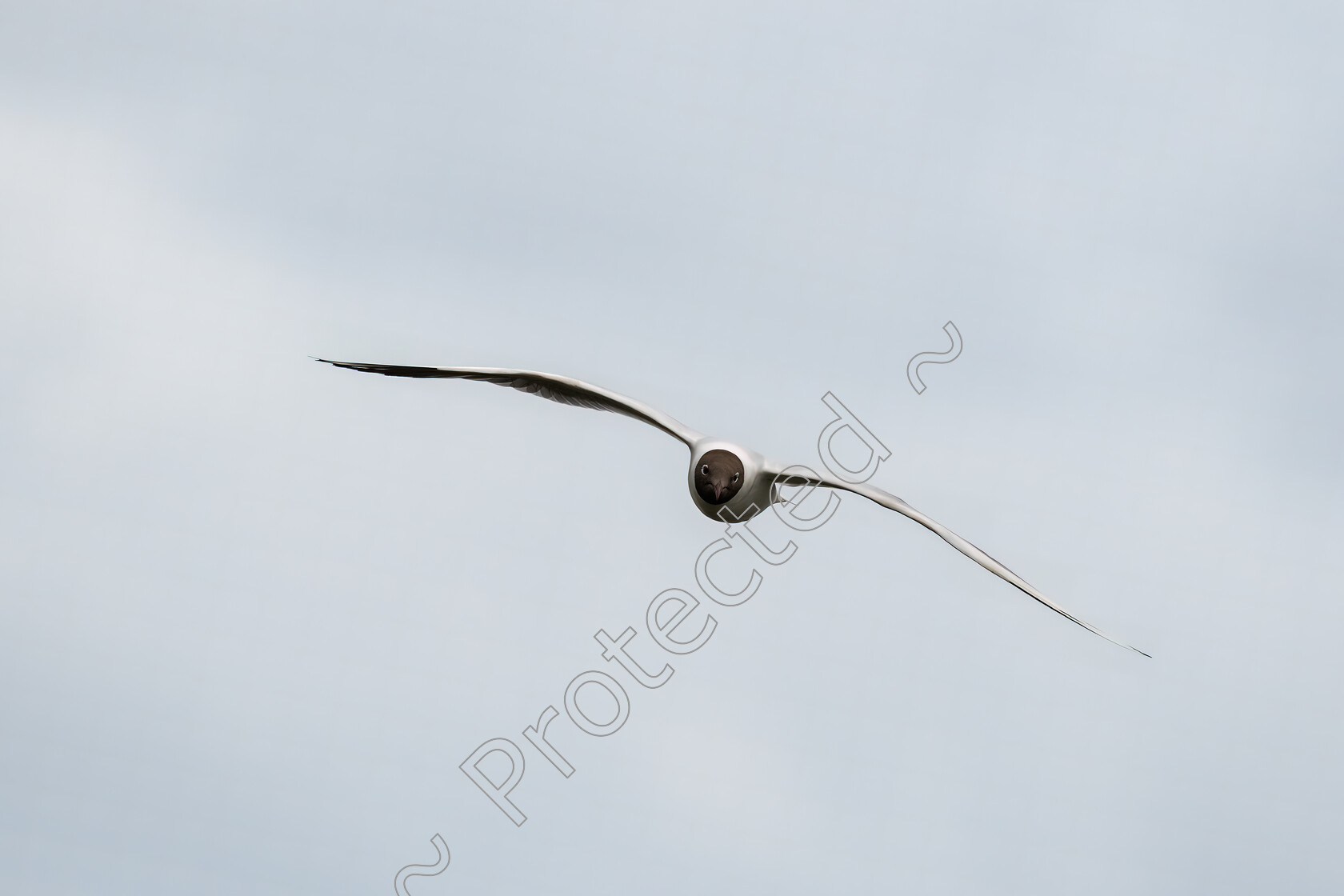 Black-Headed-Gull