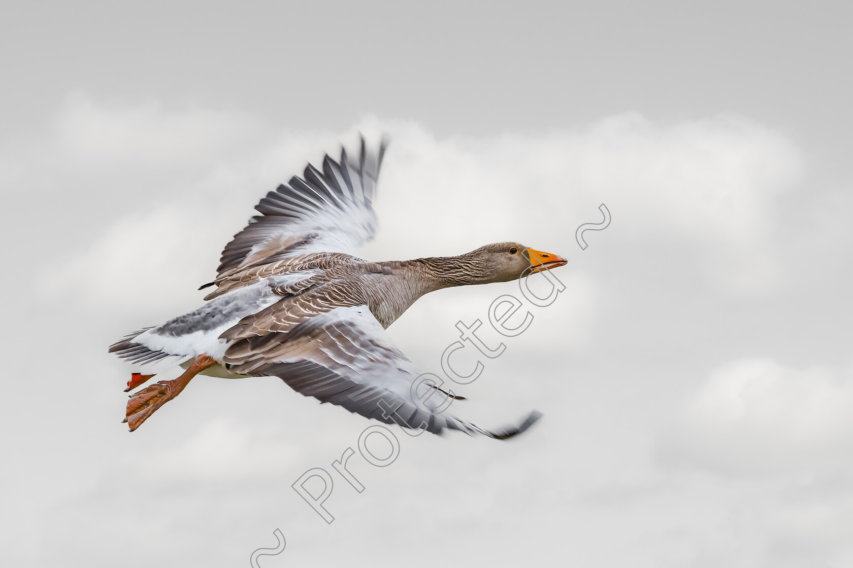 Greylag-Goose-in-Flight-Mono-Sky